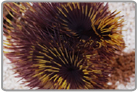Royal Feather Duster